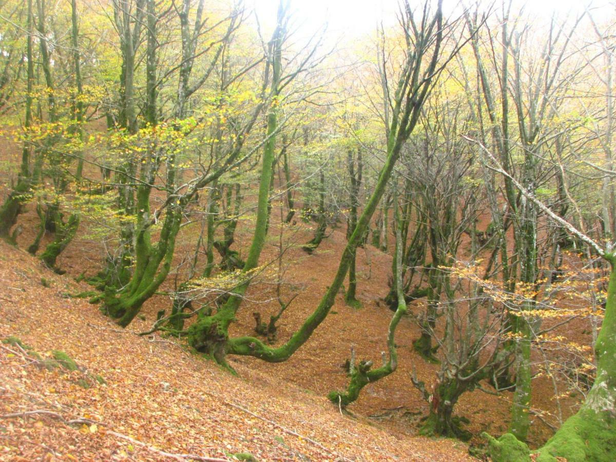 Albergue Olasenea Aterpea Zubieta Exteriér fotografie